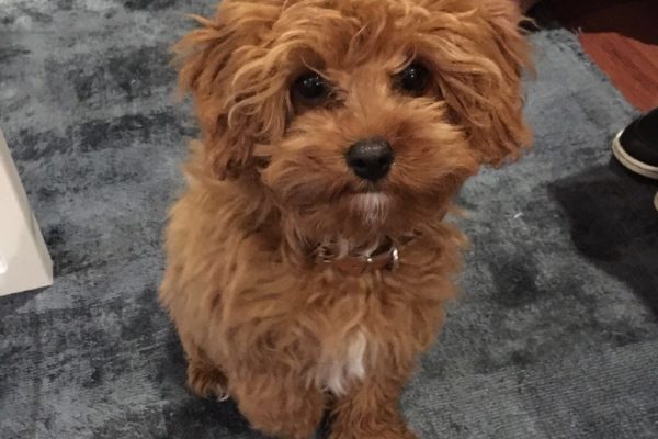 lottie_perth_red_toy_cavoodle_cavapoo_puppy_for_sale