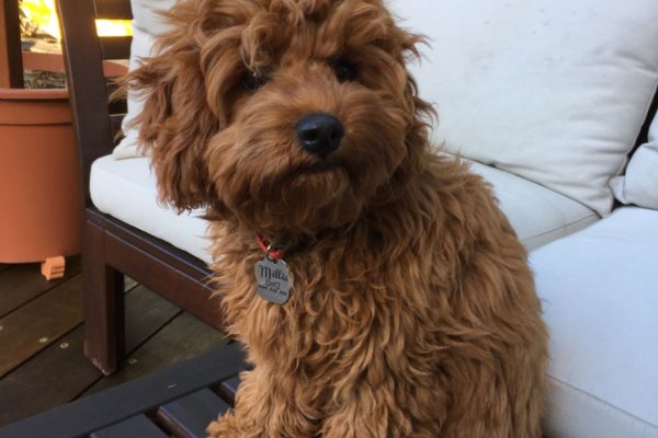 cavoodle stuffed toy