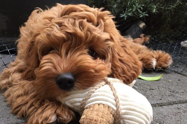 stanley_adelaide_cavoodle_cavapoo_puppy_for_sale_melbourne