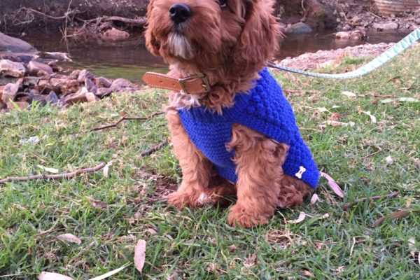 stanley_adelaide_red_toy_cavoodle_cavapoo_puppy_for_sale_melbourne