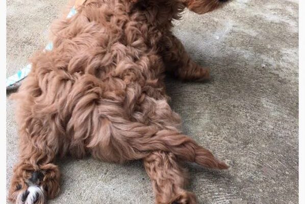 stanley_red_toy_cavoodle_cavapoo_puppy_paws_lying_for_sale_melbourne