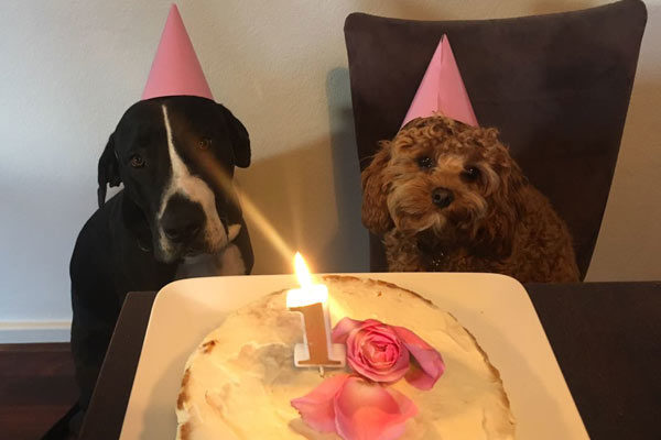 lottie-birthday-cavoodle-cavapoo-urban-puppies-melbourne-victoria