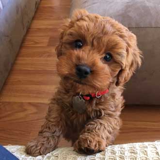 toy cavoodle puppies for sale