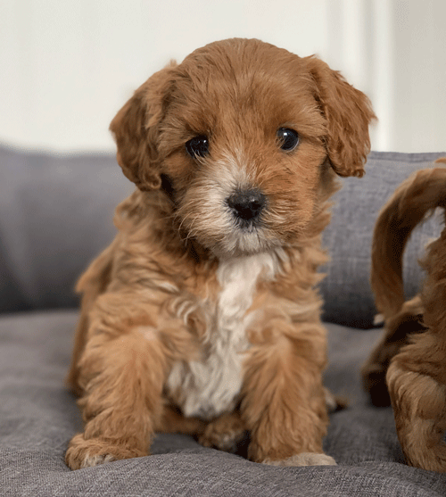 Cavoodle Cavapoo Puppy Urban Puppies Cavoodle Puppies For Sale