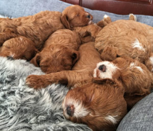 cavoodle-puppies-for-sale-urban-puppies