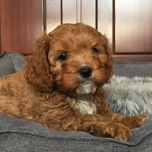 cavoodlepuppiesforsaleurbanpuppiesB3F Urban Puppies