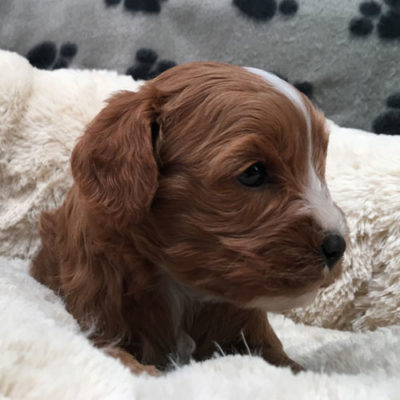 Puppies For Sale | Urban Puppies