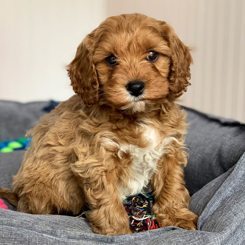 Cavoodle Puppies For Sale | Toy Cavoodles Melbourne | Urban Puppies