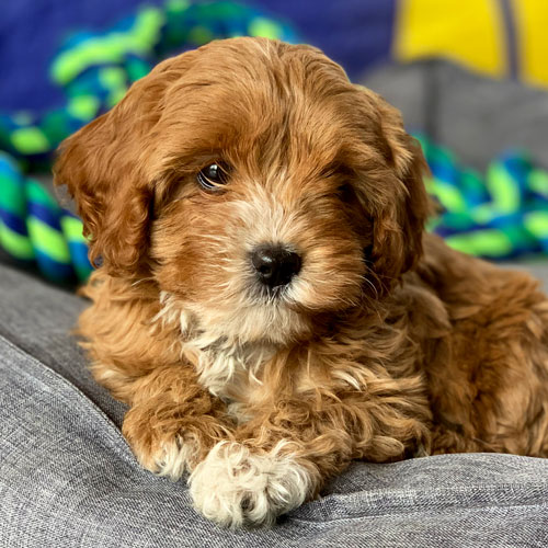 Cavoodle Puppies For Sale Toy Cavoodles Melbourne Urban Puppies