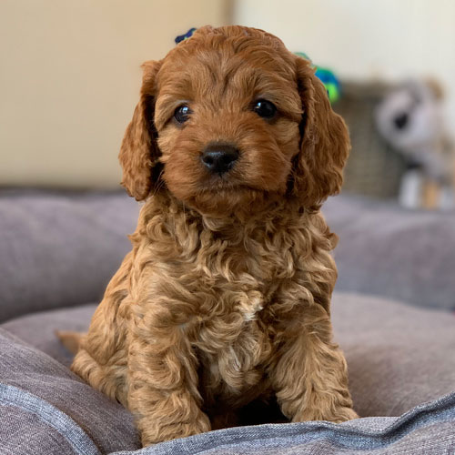 Cavoodle Puppies For Sale | Toy Cavoodles Melbourne | Urban Puppies