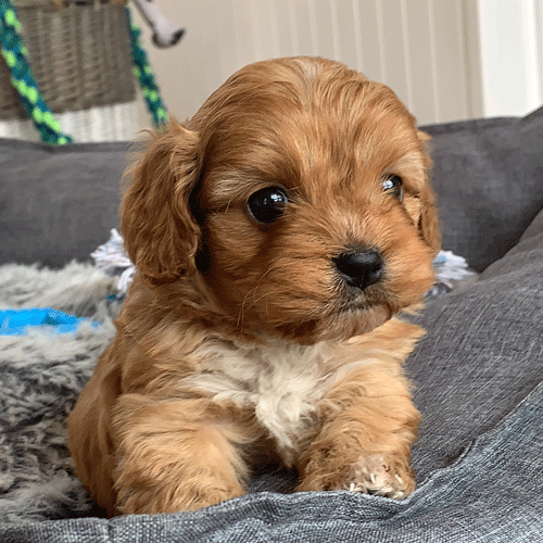 Cavoodle Puppies For Sale | Toy Cavoodles Melbourne | Urban Puppies