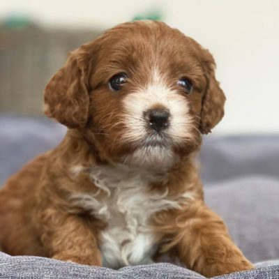 Cavoodle Puppies For Sale | Toy Cavoodles Melbourne | Urban Puppies