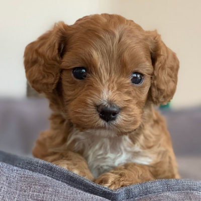 Cavoodle Puppies For Sale 