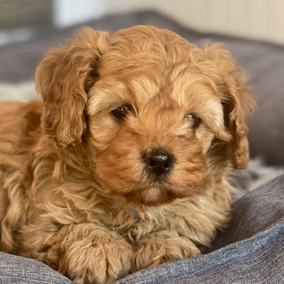 Cavoodle Puppies For Sale | Toy Cavoodles Melbourne | Urban Puppies