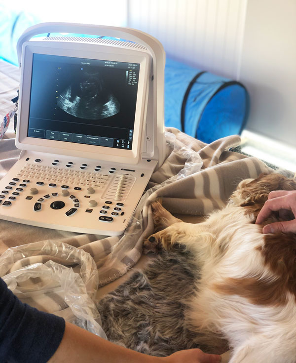 urban-puppies-cavoodle-breeder-ultrasound-machine-b