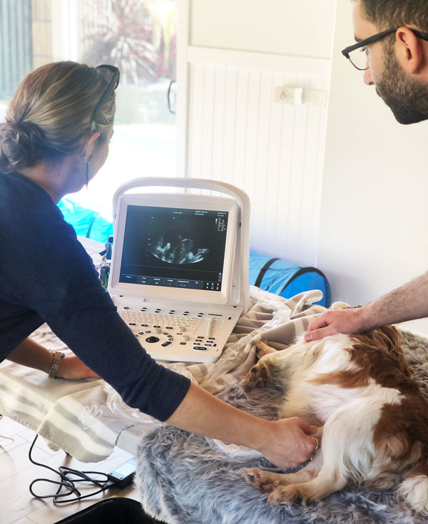 urban-puppies-cavoodle-breeder-ultrasound-machine-d