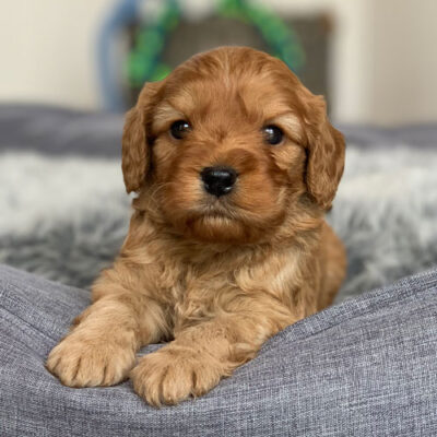 Cavoodle Puppies For Sale | Toy Cavoodles Melbourne | Urban Puppies