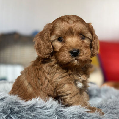 Cavoodle Puppies For Sale | Toy Cavoodles Melbourne | Urban Puppies