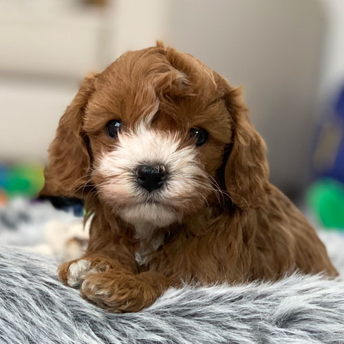 Cavoodle Puppies For Sale | Toy Cavoodles Melbourne | Urban Puppies