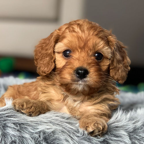 Cavoodle Puppies For Sale Toy Cavoodles Melbourne Urban Puppies