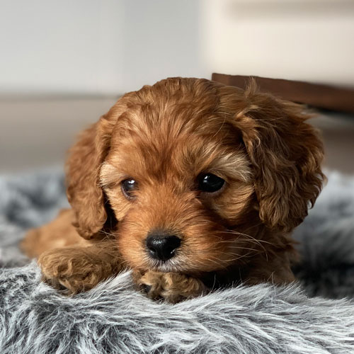 Cavoodle Puppies For Sale | Toy Cavoodles Melbourne | Urban Puppies