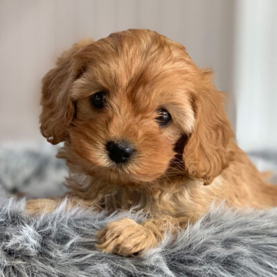 Cavoodle Puppies For Sale | Toy Cavoodles Melbourne | Urban Puppies