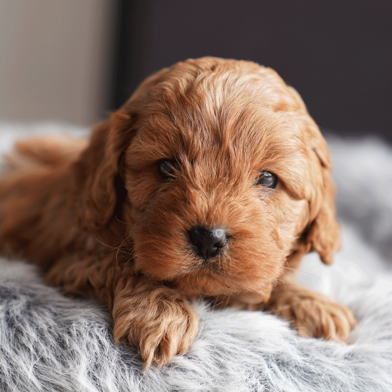 Cavoodle Puppies For Sale | Toy Cavoodles Melbourne | Urban Puppies