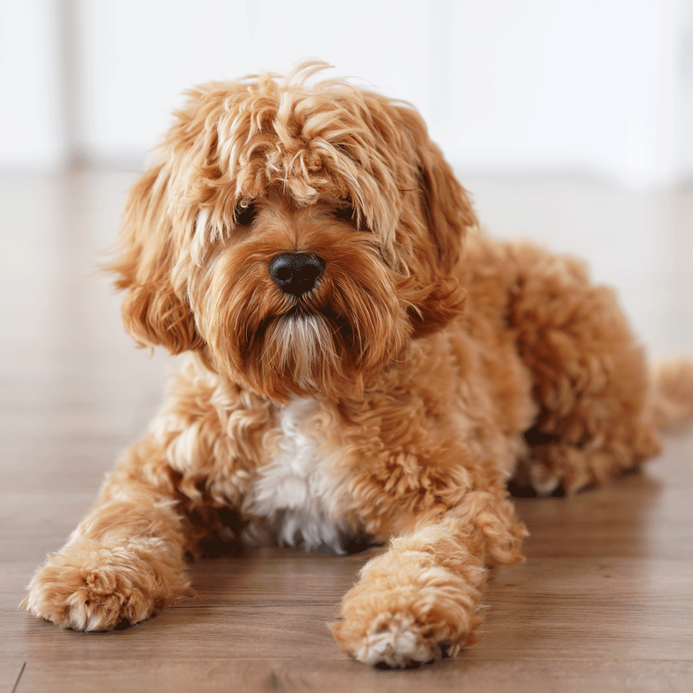 Cavoodle Puppies For Sale Puppy Urban Puppies Melbourne Victoria