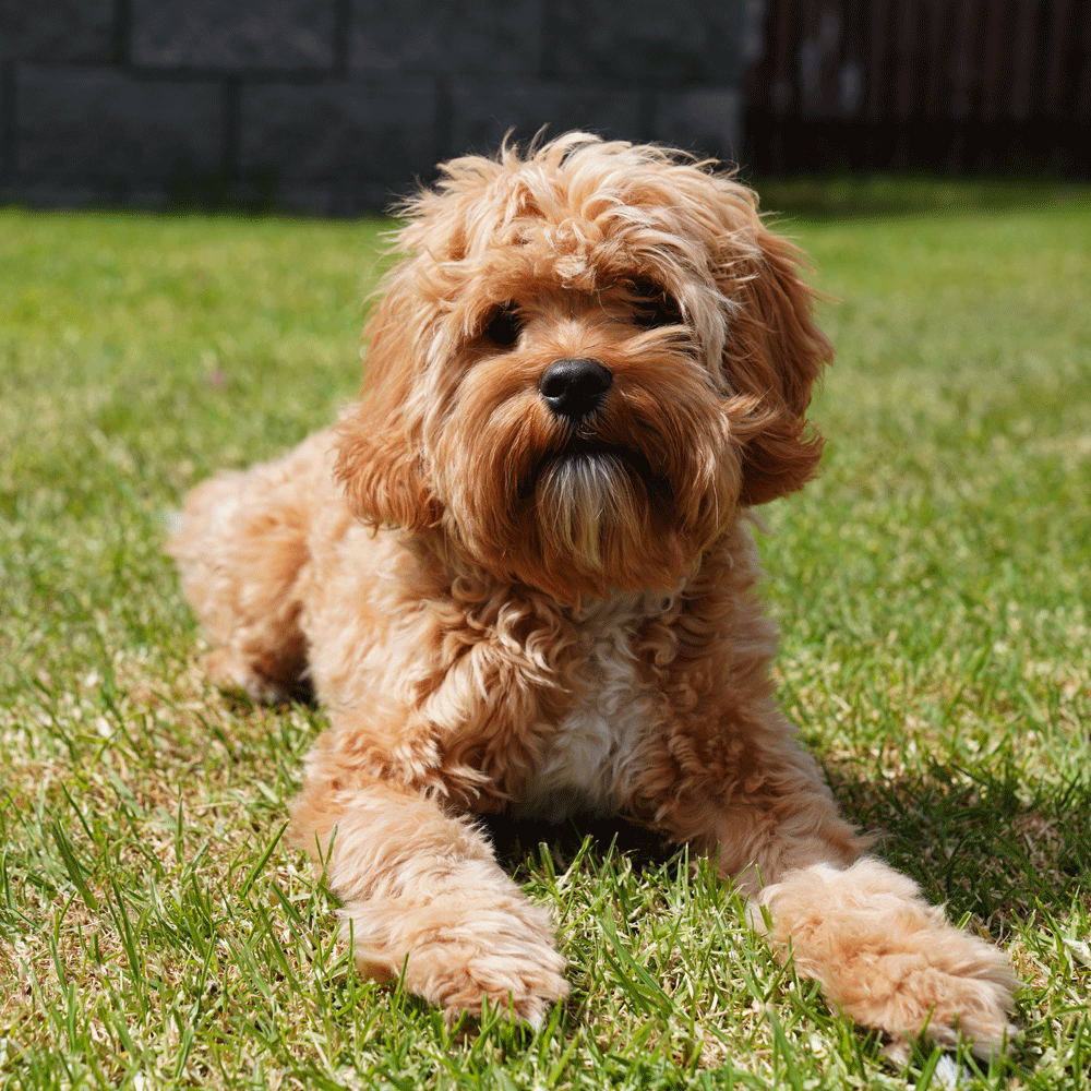 Cavoodle-puppies-for-sale-puppy-urban-puppies-melbourne-victoria 