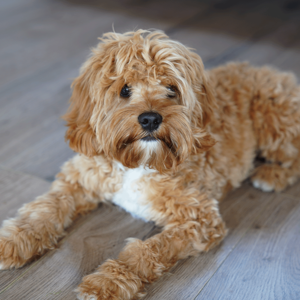 cavoodle-puppies-for-sale-puppy-urban-puppies-melbourne-victoria ...