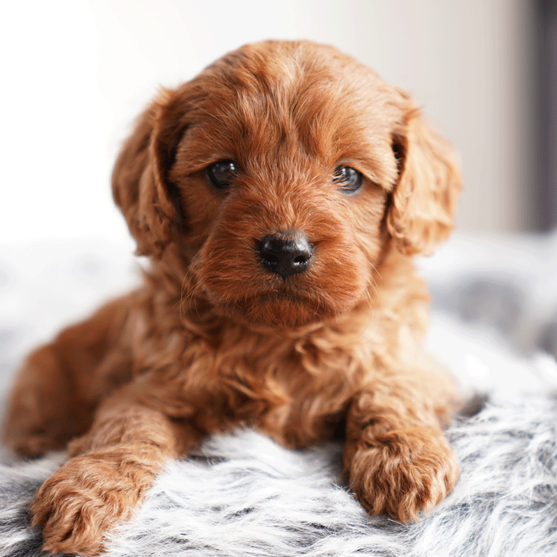 Cavoodle Puppies For Sale | Toy Cavoodles Melbourne | Urban Puppies