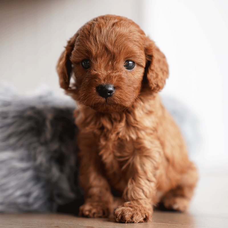 Cavoodle Puppies For Sale Toy Cavoodles Melbourne Urban Puppies