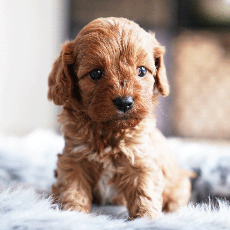 Cavoodle Puppies For Sale | Toy Cavoodles Melbourne | Urban Puppies