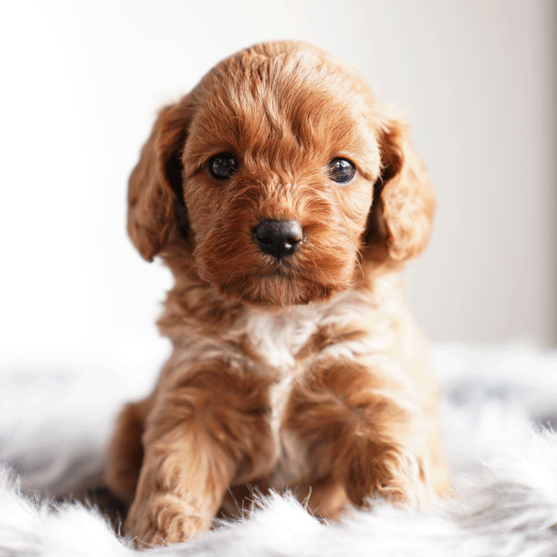 Cavoodle Puppies For Sale | Toy Cavoodles Melbourne | Urban Puppies