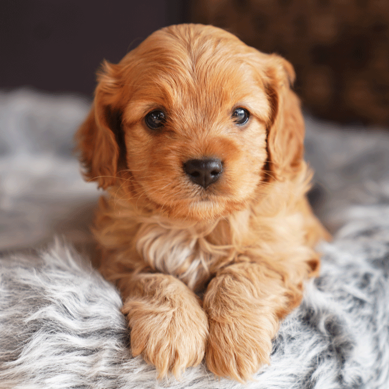 Cavoodle Puppies For Sale 