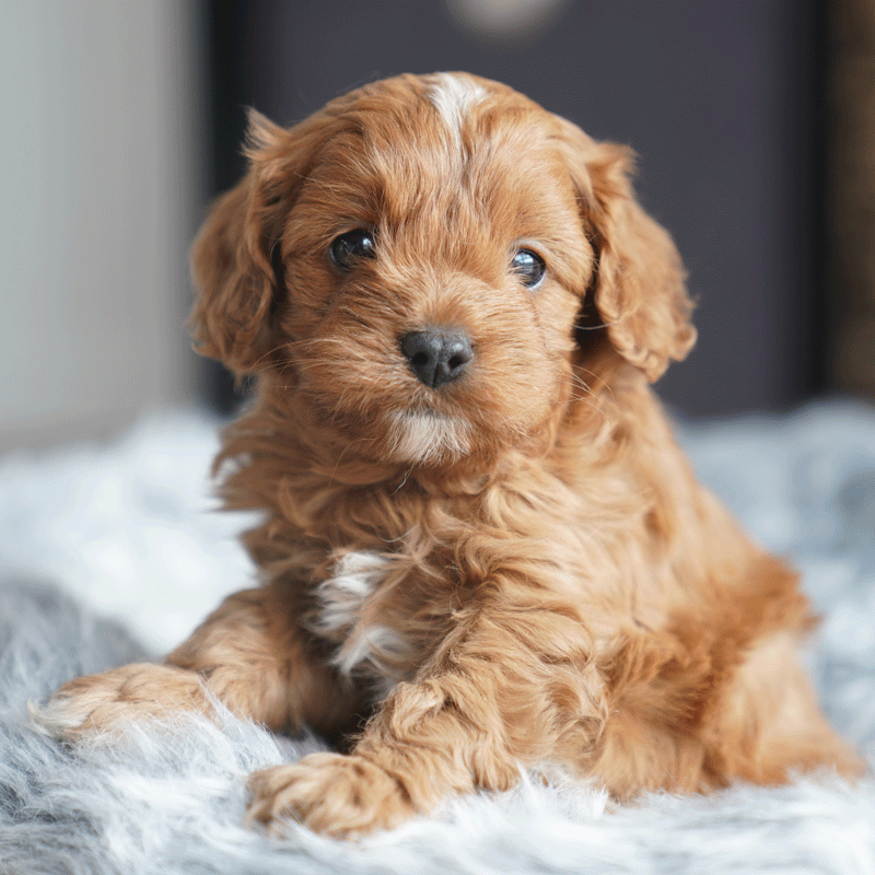 Cavoodle Puppies For Sale | Toy Cavoodles Melbourne | Urban Puppies