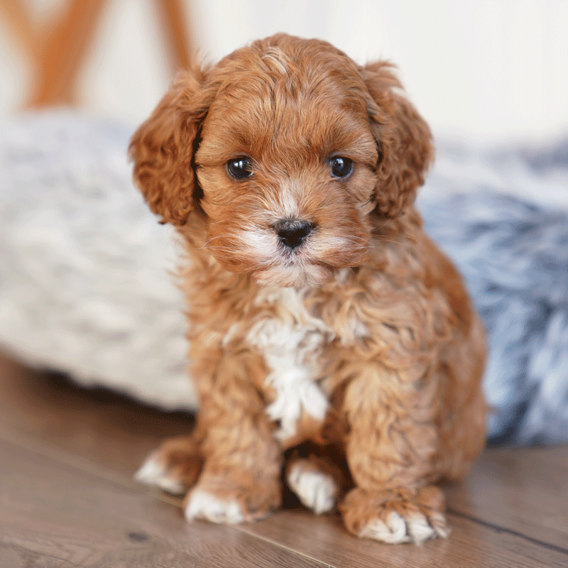 Cavoodle Puppies For Sale Toy Cavoodles Melbourne Urban Puppies