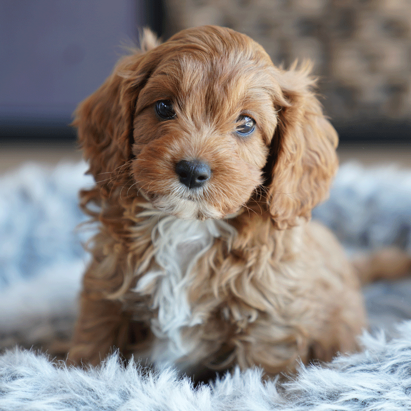 Cavoodle Puppies For Sale | Toy Cavoodles Melbourne | Urban Puppies