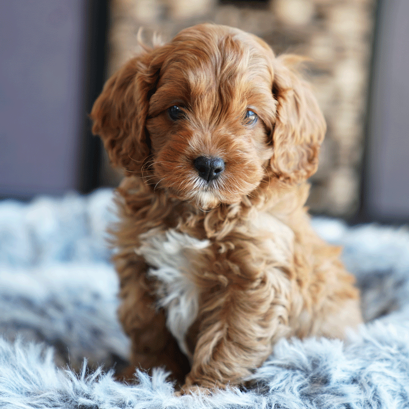 Cavoodle Puppies For Sale | Toy Cavoodles Melbourne | Urban Puppies