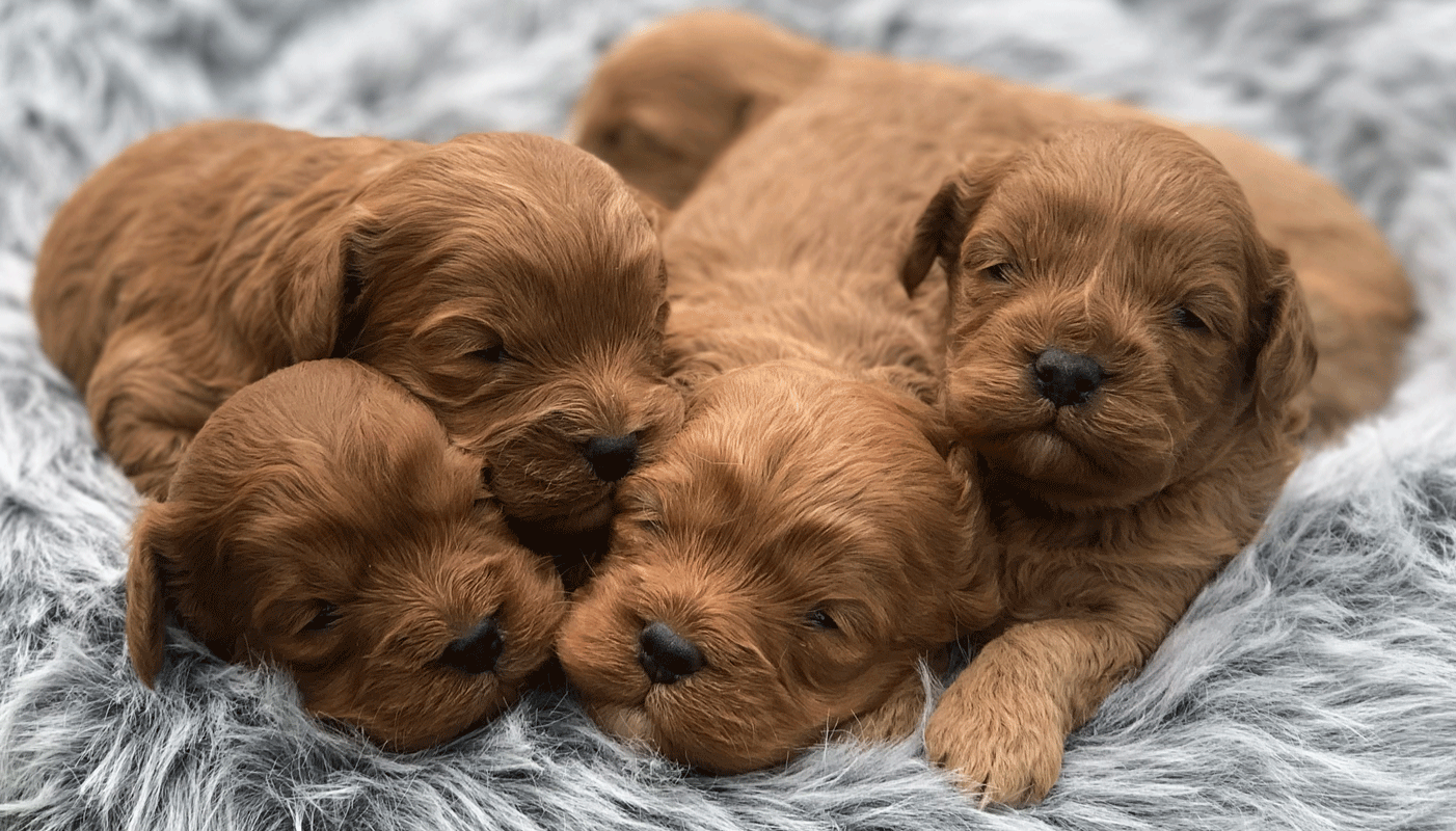 puppiesforsaleurbanpuppiesmelbournevictoria2 Urban Puppies