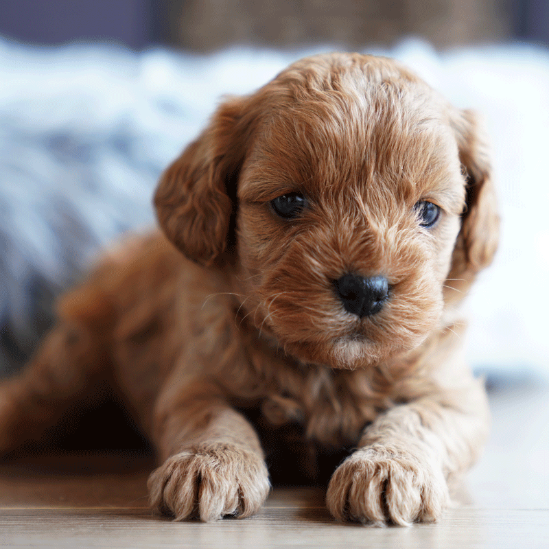 Cavoodle Puppies For Sale | Toy Cavoodles Melbourne | Urban Puppies