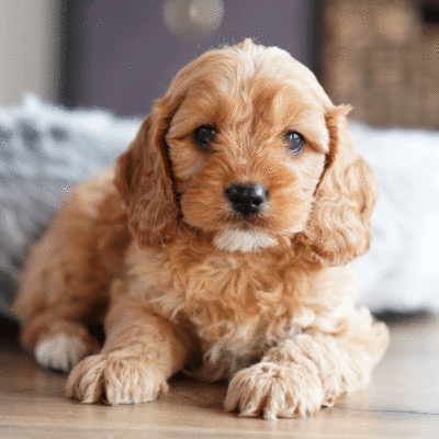puppies-for-sale-urban-puppies-melbourne-victoria-baa