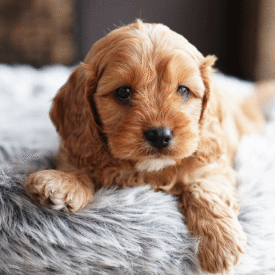 puppies-for-sale-urban-puppies-melbourne-victoria-bab