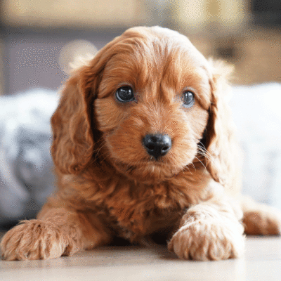 puppies-for-sale-urban-puppies-melbourne-victoria-bbc