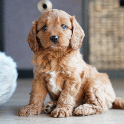 puppies-for-sale-urban-puppies-melbourne-victoria-bcc
