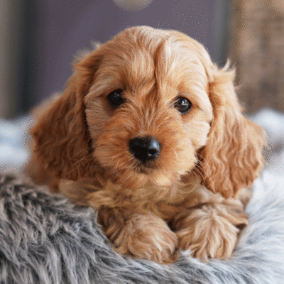 puppies-for-sale-urban-puppies-melbourne-victoria-bea