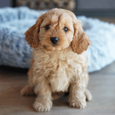 puppies-for-sale-urban-puppies-melbourne-victoria-beb