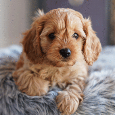 puppies-for-sale-urban-puppies-melbourne-victoria-bec