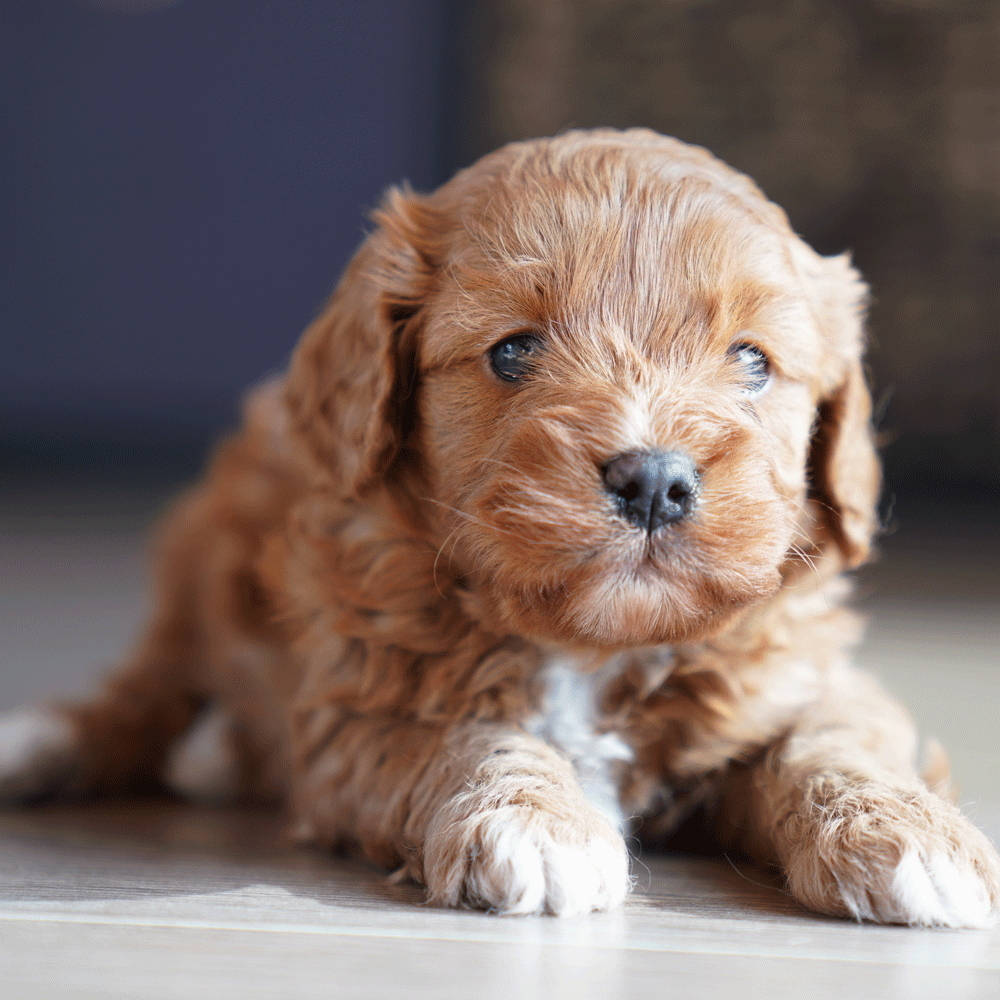 Cavoodle Puppies For Sale | Toy Cavoodles Melbourne | Urban Puppies