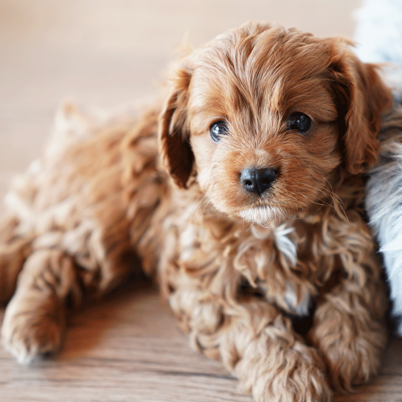 Cavoodle Puppies For Sale | Toy Cavoodles Melbourne | Urban Puppies